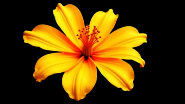 Marigold Flower